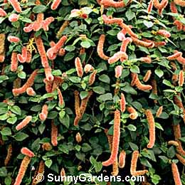 Acalypha hispida, Chenille Plant, Red Hot Cattail