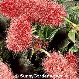 Acalypha hispida, Chenille Plant, Red Hot Cattail