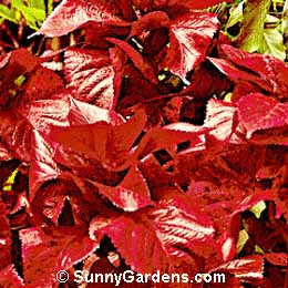 Acalypha wilkersiana, Jacob's Coat, Fire Dragon