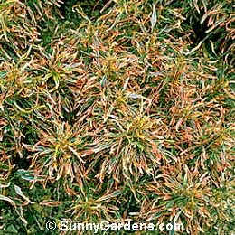 Acalypha wilkesiana, Jacob's Coat, Painted Copperleaf, Beefsteak Plant