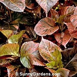 Acalypha wilkesiana, Jacob's Coat, Copperleaf, Beefsteak Plant