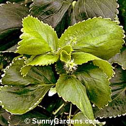 Acalypha wilkesiana, Copperleaf