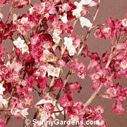 Heuchera, Alumroot, Alum Root