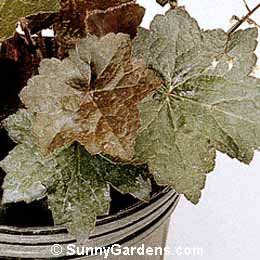 Heuchera micrantha, Purple Coral Bells, Alum Root, Alumroot