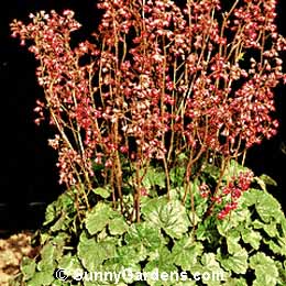 Heuchera sanguinea, Coral Bells, Alum Root, Alumroot