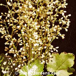 Heuchera sanguinea, Coral Bells, Alum Root, Alumroot