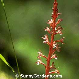 Corallorhiza maculata, Spotted Coralroot, Large Coralroot