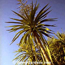 Cordyline australis, Giant Dracaena, Fountain Dracaena, Cabbage Tree