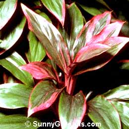 Cordyline terminalis