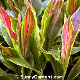 Cordyline terminalis, Cabbage Tree, Ornamental Dracaena, Ti