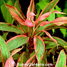 Cordyline terminalis, Cabbage Tree, Ornamental Dracaena, Ti