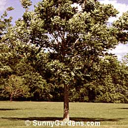 Phellodendron amurense, Amur Corktree