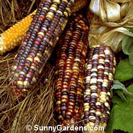Zea mays, Ornamental Corn, Maize, Mealie