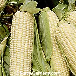 Zea mays, Corn