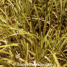 Cortaderia selloana, Gold Band Pampas Grass