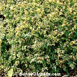 Corydalis lutea, Yellow Corydalis