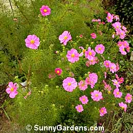 Cosmos bipinnatus, Common Cosmos, Garden Cosmos