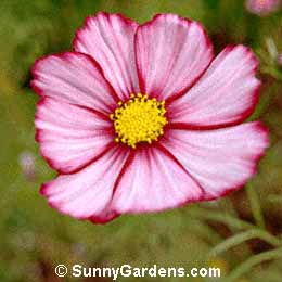 Cosmos bipinnatus