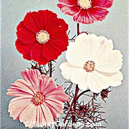Cosmos bipinnatus