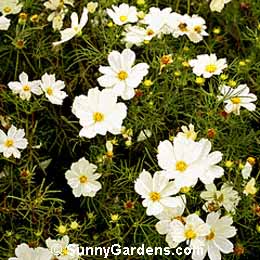 Cosmos bipinnatus, Common Cosmos, Garden Cosmos