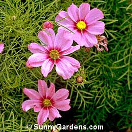 Cosmos bipinnatus, Common Cosmos, Garden Cosmos