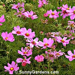 Cosmos bipinnatus, Garden Cosmos, Common Cosmos