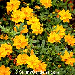 Cosmos sulphureus
