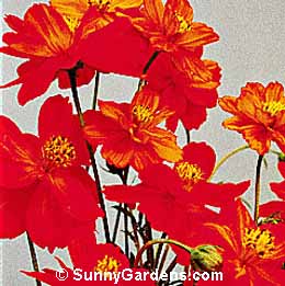 Cosmos sulphureus