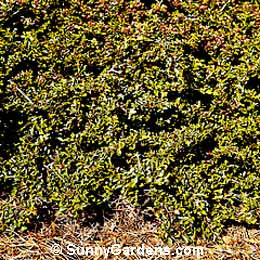 Cotoneaster adpressus, Creeping Cotoneaster