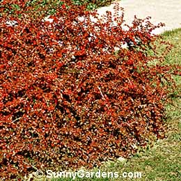 Cotoneaster apiculatus, Cranberry Cotoneaster
