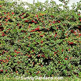 Cotoneaster apiculatus, Cranberry Cotoneaster