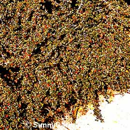 Cotoneaster congestus, Pyrenees Cotoneaster