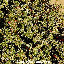 Cotoneaster dammeri, Bearberry Cotoneaster