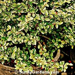 Cotoneaster divaricatus, Spreading Cotoneaster