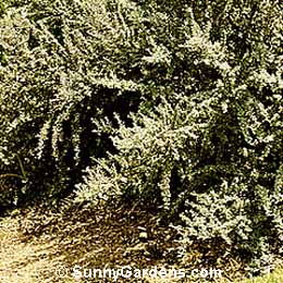 Cotoneaster glaucophyllus, Brightbead Cotoneaster, Gray Leaved Cotoneaster