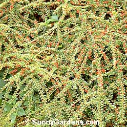Cotoneaster horizontalis, Rock Cotoneaster