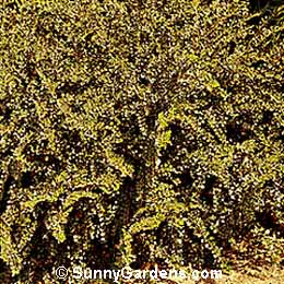 Cotoneaster horizontalis, Rock Cotoneaster