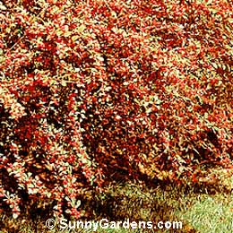Cotoneaster integerrimus