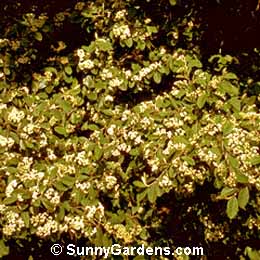 Cotoneaster lacteus, Parney Cotoneaster, Red Clusterberry, Cotoneaster parneyi