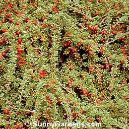 Cotoneaster microphyllus, Small-leaved Cotoneaster, Rockspray Cotoneaster