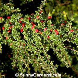 Cotoneaster microphyllus thymifolius, Rockspray Cotoneaster, Dwarf Rockspray Cotoneaster