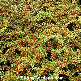 Cotoneaster multiflorus calocarpus, Cotoneaster, Multi-flowered Cotoneaster