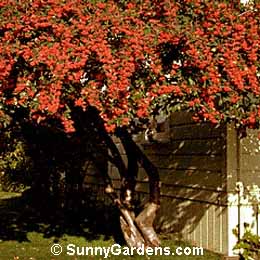 Cotoneaster parneyi, Parney's Red Clusterberry