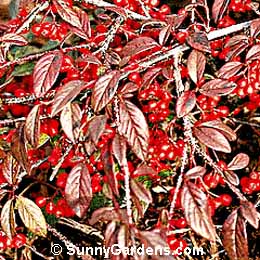 Cotoneaster salicifolius, Willowleaf Cotoneaster