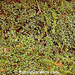 Cotoneaster salicifolius repandens, Cranberry Cotoneaster
