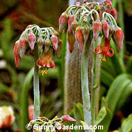 Cotyledon orbiculata