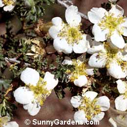 Cowania mexicana, Cliff Rose
