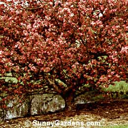 Malus, Adams Crabapple