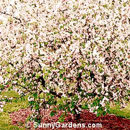 Malus x, Arnold Crabapple