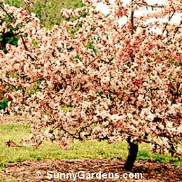 Malus, Candied Apple Crabapple